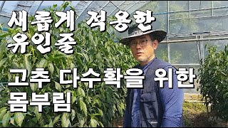 고추 다수확을 위해 새롭게 적용한 유인줄