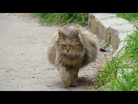 Strange Cats! |Cats eat ants , grass and bread.