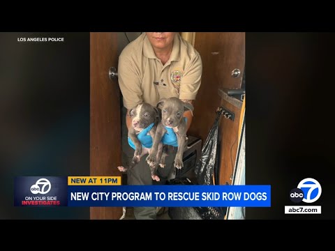 New Los Angeles city program aims to rescue dogs on Skid Row