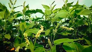 Download lagu Bollywood Romantic Mashup on Flute _ Bubai Nandy(240P) mp3 Download lagu Bollywood Romantic Mashup on Flute _ Bubai Nandy(240P) mp3