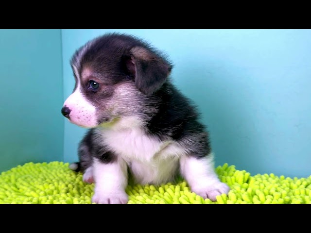 (子犬) 犬種：ウェルシュ・コーギー・ペンブローク 男の子 ブリーダー マロニエケンネル　MARRONNIER KENNEL k4045の画像
