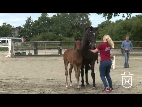 NF154 Stutfohlen von Casalito   Cassini I   Lancer I