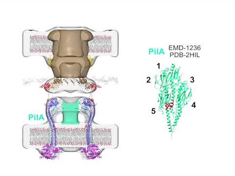 Building an architectural model for the type IV pilus machine