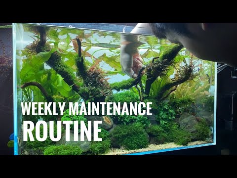 Planted Aquarium Maintenance Routine - 60P Nature Aquarium