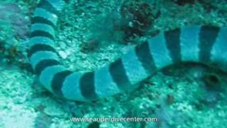 preview picture of video 'Sea Kraits (Banded Sea Snake)'