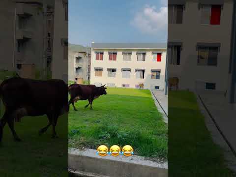 This is hostel of Saidu Medical College Bro 😂 #funny