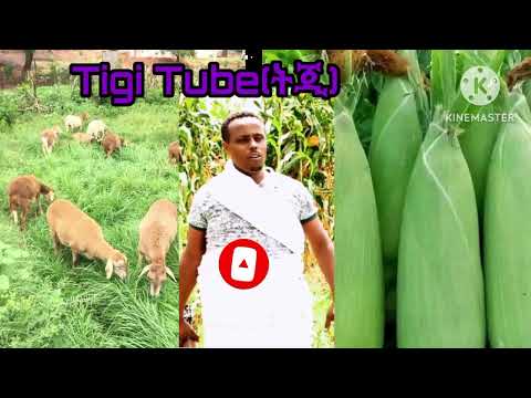Birhanu Mache-Ayam Belu/New Ethiopian Tigrigna Raya (official Video)#tigrignamusic
