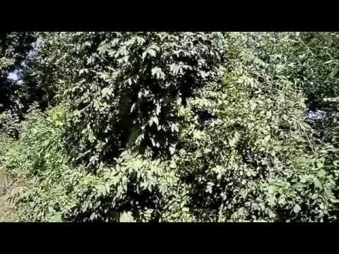 Șcheia, Iaşi, septembrie 2015 (partea 3)