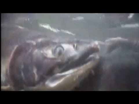 8月21日USDA一週回顧 (USDA Week In Review August 21)