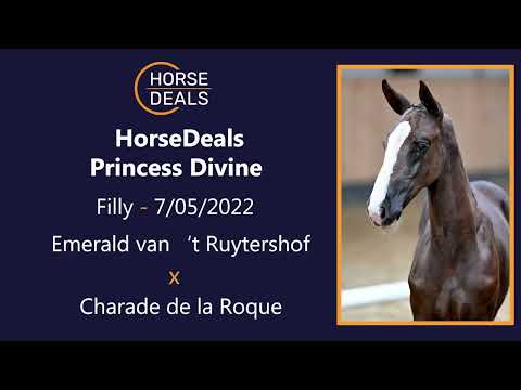 HorseDeals Princess Divine 