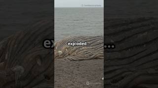 “Boom! This Whale Exploded in the Middle of a City! 🧠💥”||#facts#shorts#whale#yt||@CuriosoFactz||