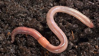 This is What  Happens When You Put Earthworm in Your garden soil