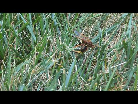 Cicada Killer Wasp Rings Dinner Bell in South Plainfield, NJ