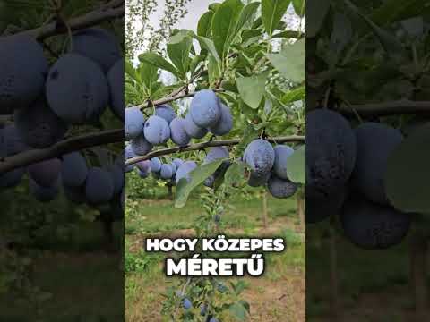 Ízre nemesített, nagyon finom szilva, a Hanka videó