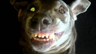 Diablo Dog in "ain't I the Devil"