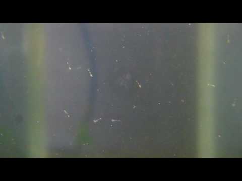 Red Nose shrimp larvae Day 1