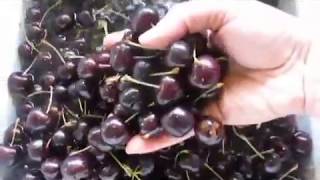 Steam Juicing Sweet Cherries