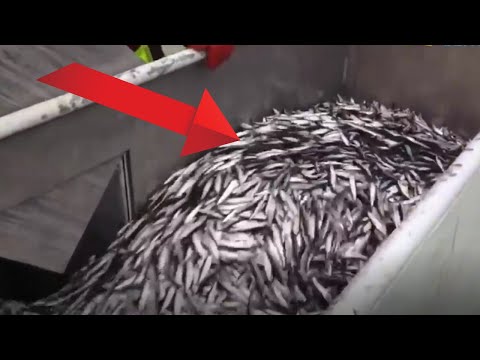 Big catching fish with modern fish - blue marlin fishing catching fish & handline fishing |Machinery