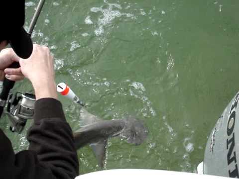 Haj fiske i Key Largo haj nr 1