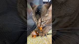 わがままライオンの到来　#ネコ #ネコの日常 #ねこ動画