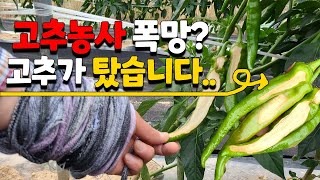 올해 고추농사 폭망? 고추가 타고있습니다 긴장하세요 망할 수 있습니다 - 고추재배 고추농사 Red peppe…