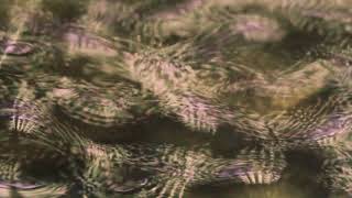 Chuck Johnson - Calamus (Official Video)