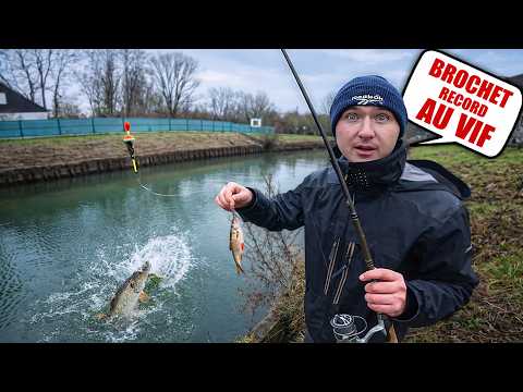Il fait ENCORE un BROCHET RECORD en pêchant AU VIF !