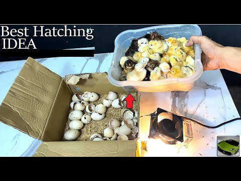 , title : 'Easy IDEA to Hatch CHICKS in CARDBOARD BOX - Best Egg Incubator'