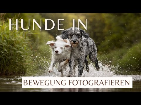 10 Tips for Action Photos of Dogs | Photographing Dogs in Motion