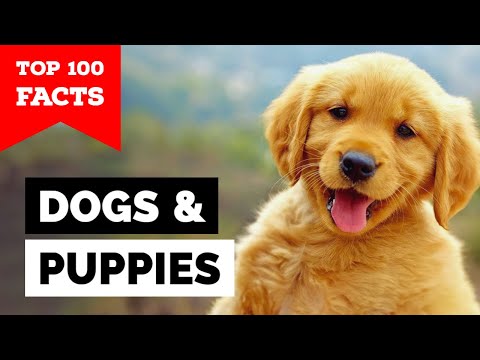 99% of Dog Owners Don't Know This