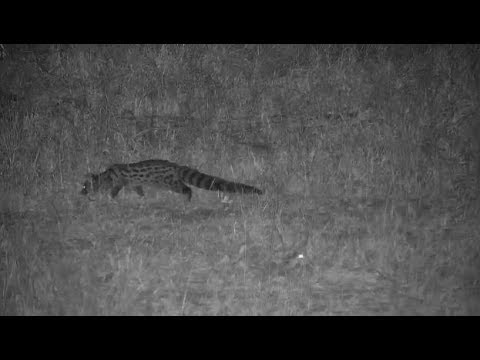 Djuma: Genet hunting and doesn't see lucky Gerbil nearby - 18:49 - 06/30/19