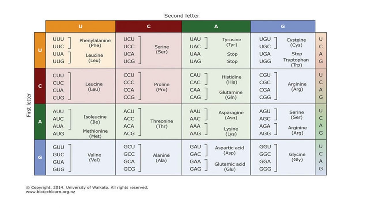 Genetic Code PPT