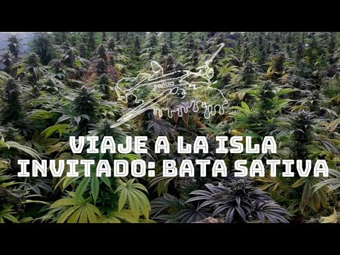 Viaje a la Isla en vivo con Bata Sativa, profesional en extracciones de cannabis