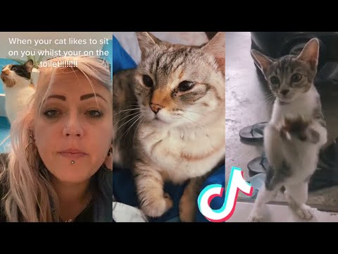 BEST CAT TIKTOKS!! #12