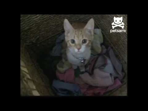 The Cat That Helps With the Laundry - Adorable!