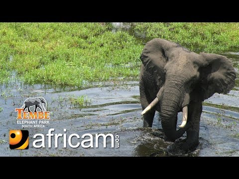 Africam - Tembe Live Wildlife Channel