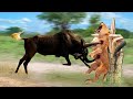 Wildebeest Fight Fierce And Painful Ending For Predators Wild Animals Attack
