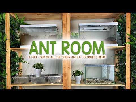 Ant Room Tour! | My Queen Ants & Colonies
