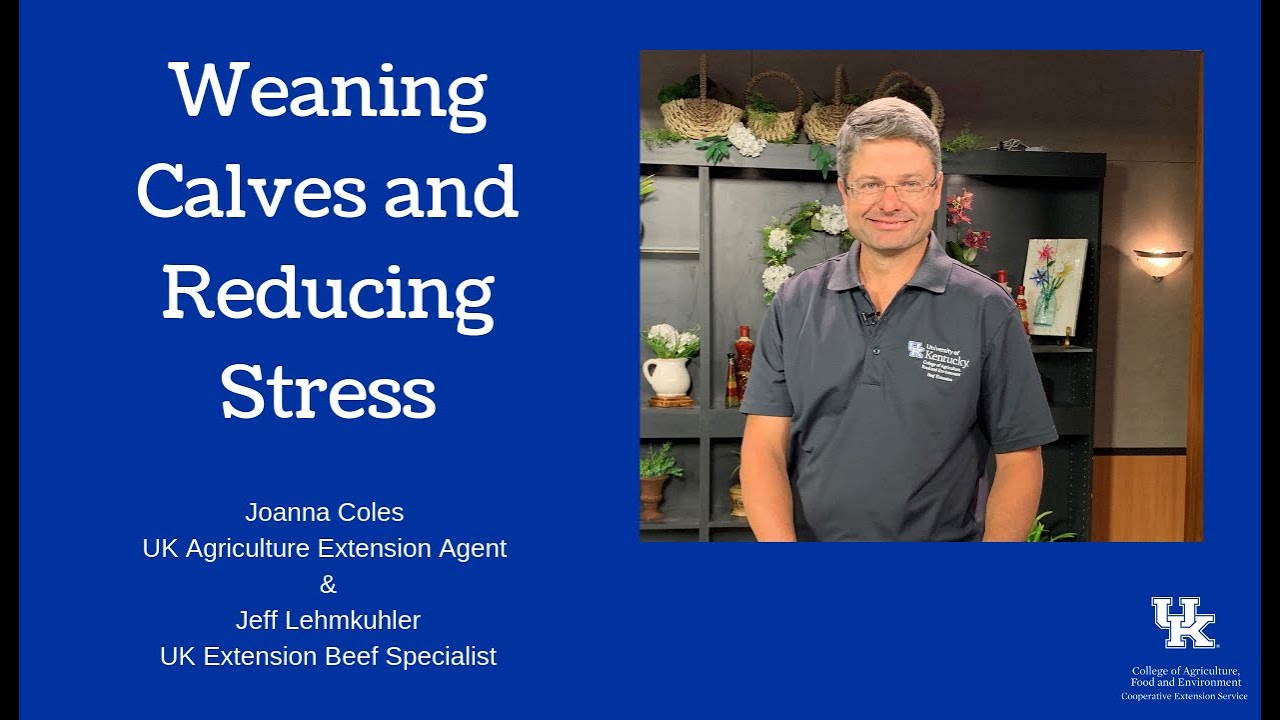 Weaning Calves and Reducing Stress