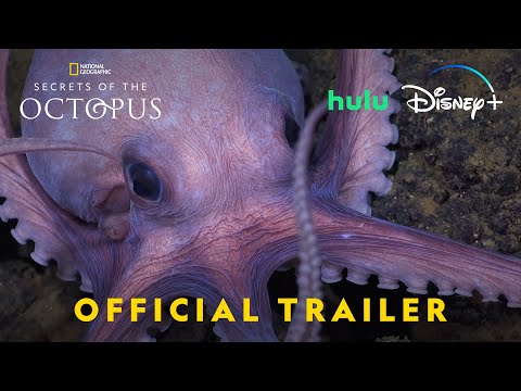 Thumbnail of the video: Official Trailer