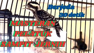 Download lagu Masteran pelatuk sampit jernih jeda 30 detik//Masteran burung pelatuk mp3
