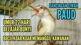 Download lagu Pancingan CIBLEK SAWAH anakan GACOR PRENJAK KLIK KLIK memanggil kawanan mp3 Download lagu Pancingan CIBLEK SAWAH anakan GACOR PRENJAK KLIK KLIK memanggil kawanan mp3