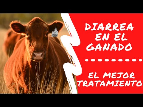 , title : 'DIARREAS EN EL GANADO/ TRATAMIENTO PARA DIARREAS EN EL GANADO / DIARRHEA IN CATTLE'