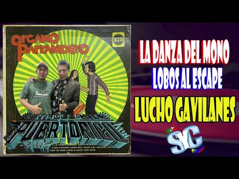 La Danza Del Mono / Lobos Al Escape ♪ Lucho Gavilanes