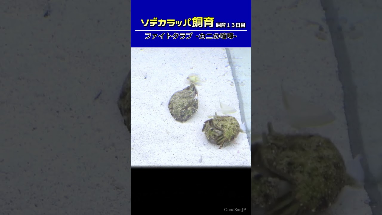 【カニの喧嘩】普段は大人しいのに餌を与えると大騒ぎするカニ #アクアリウム #カニ