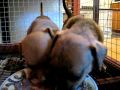 Mona and Lisa doing breakfast