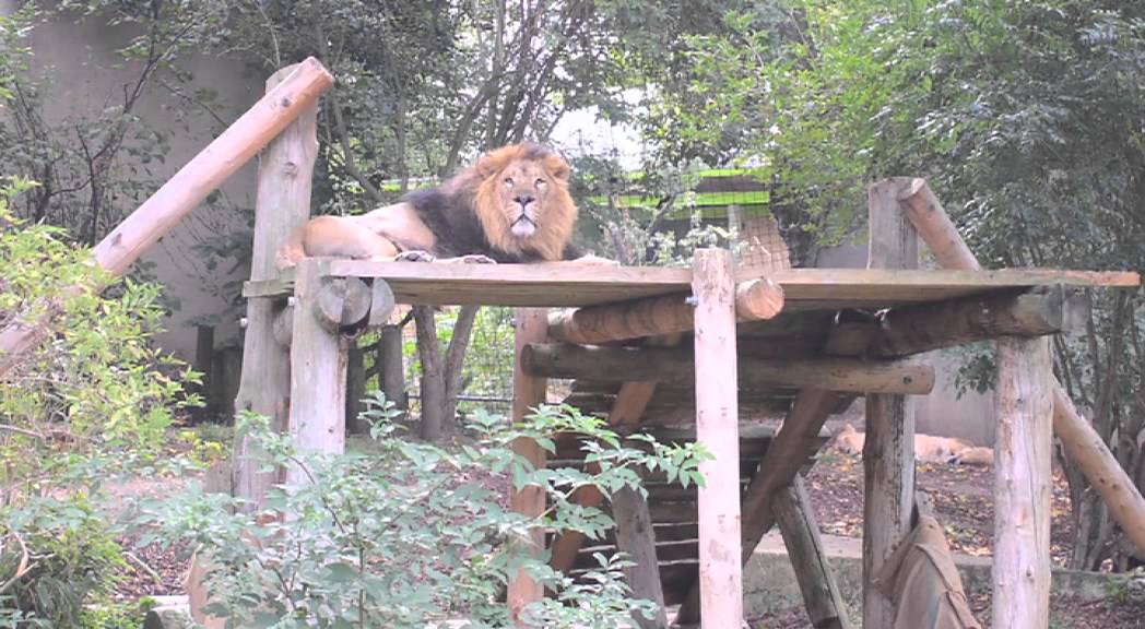 London Zoo mural Project