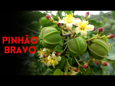 , title : 'PINHÃO BRAVO USOS E BENEFÍCIOS! PARA QUE SERVE O PINHÃO BRAVO? 🖤 (Jatropha mollissima)'