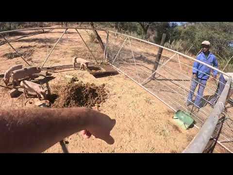 Look at the Shocking Difference 4 Pigs Made to This Dead Soil!