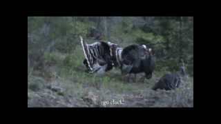 preview picture of video 'Colville,Washington turkey hunt / Fourtrack Hunting Adventures'
